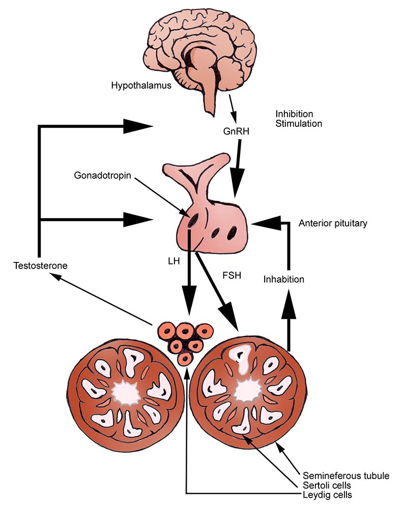 Testosterone And The Hypothalamus How It Works 