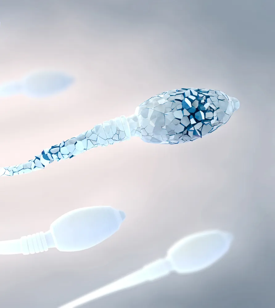 img microscopic testicular sperm extraction 2x