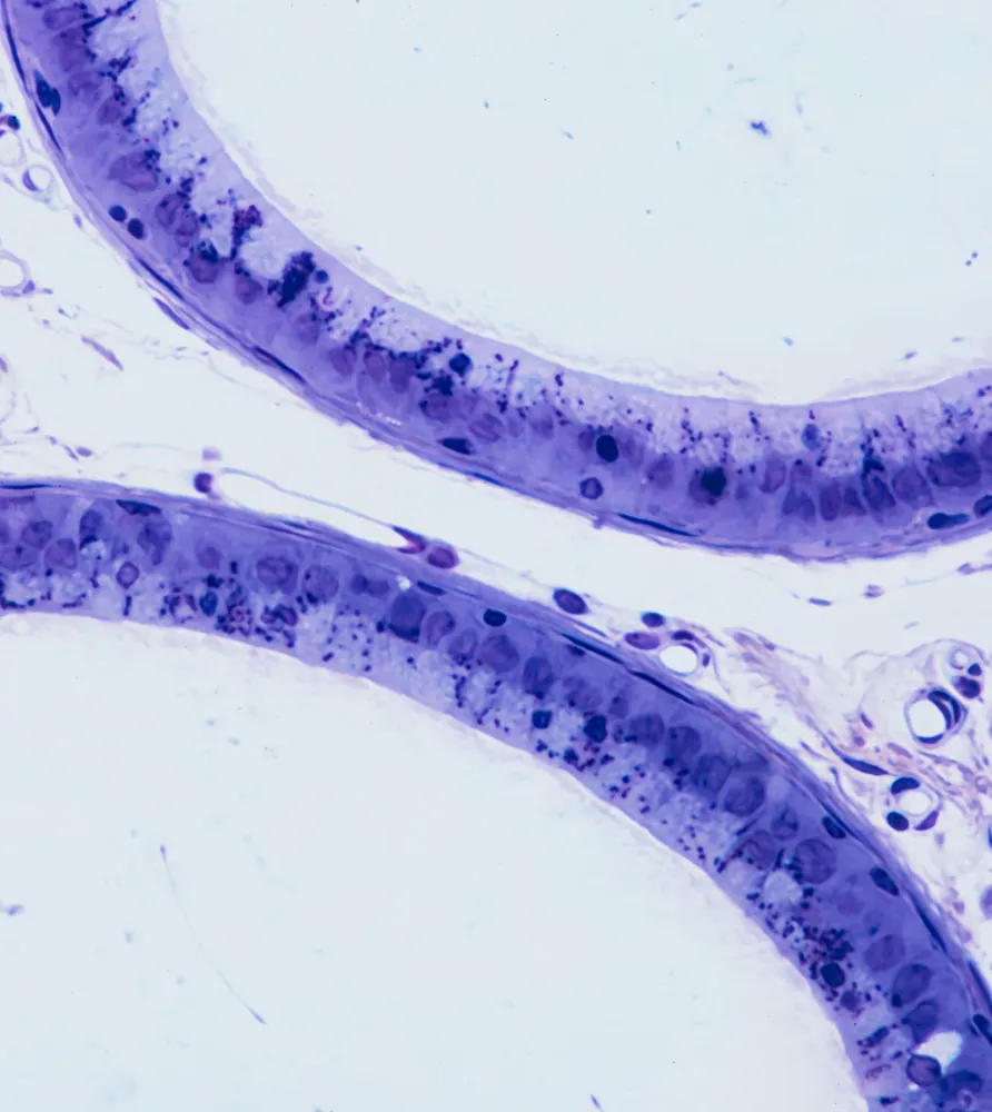 img understanding the epididymis and its role in fertility 2x